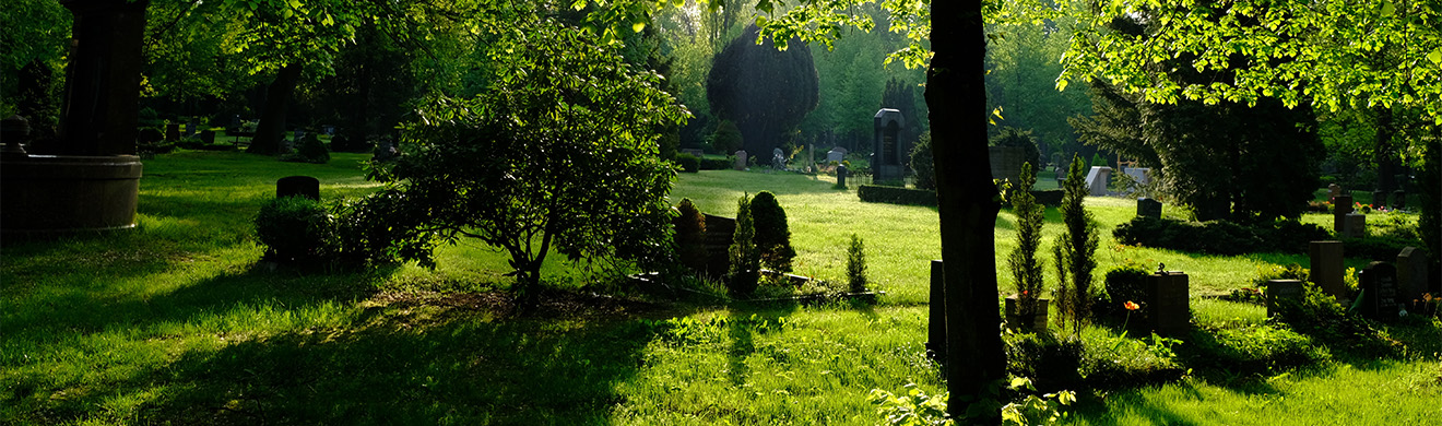 Sonnendurchfluteter Park mit Bäumen und Bank – Symbol für Ruhe und Naturverbundenheit bei Baumbestattungen in Hemer.