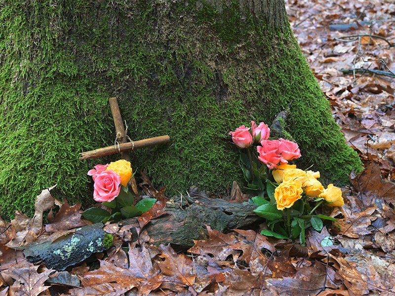 Naturnahe Waldbestattung: Biourne unter Baumstamm im Wald – Symbol für friedliche, nachhaltige Ruhe.